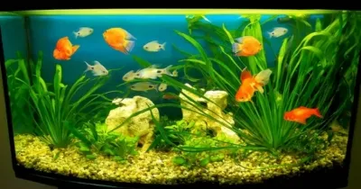 Факты, которые нужно знать начинающему аквариумисту