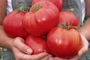 Помідорний рай: як придбати першокласне насіння швидко та недорого