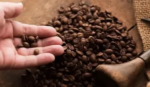 Де купити каву робуста: найкращий вибір у Vsecoffee