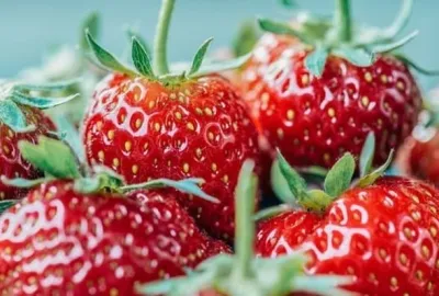 Покупка клубничной рассады и определение ее качества